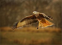 204 - RED KITE - BELL JOHN - wales